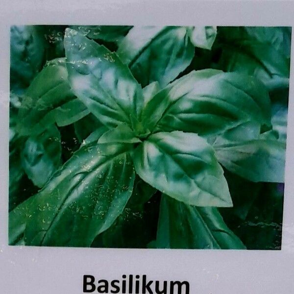 Ocimum basilicum その他の提案