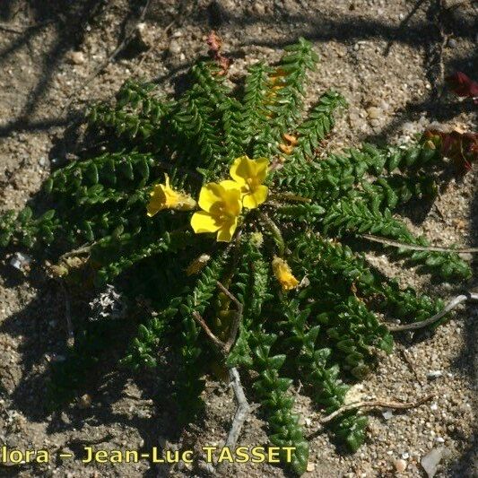 Morisia monanthos Habit