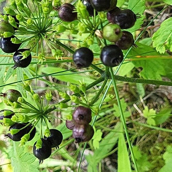 Aralia nudicaulis Azala