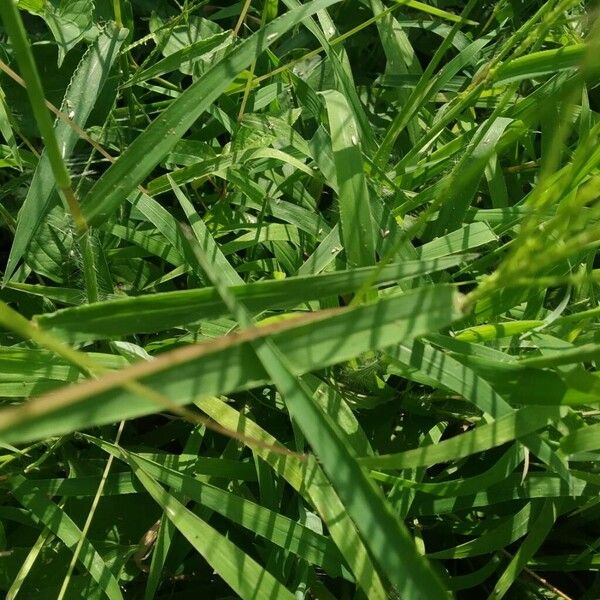 Digitaria ciliaris Blad