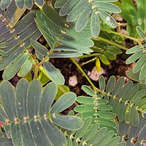 Mimosa pudica Deilen