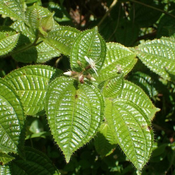 Miconia crenata Folha