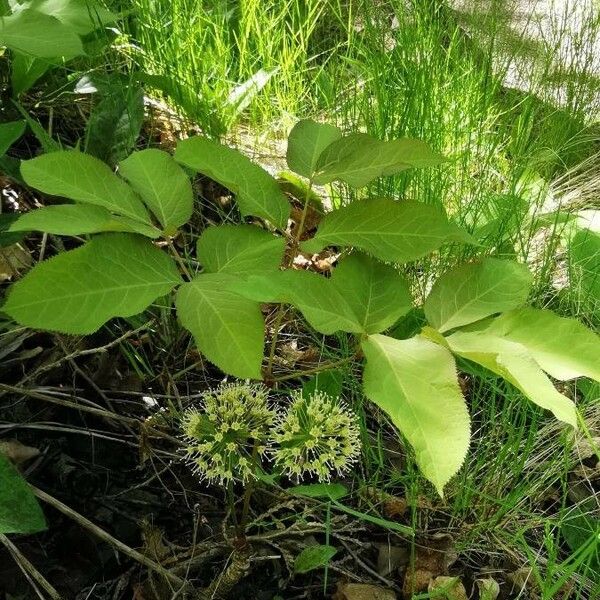 Aralia nudicaulis Blomma