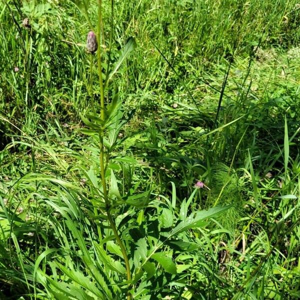 Serratula coronata Habit