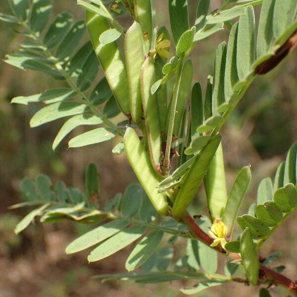 Chamaecrista nigricans ᱡᱚ