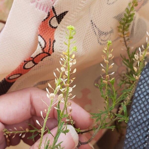 Lepidium bonariense Flower