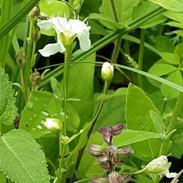 Gypsophila elegans Кветка