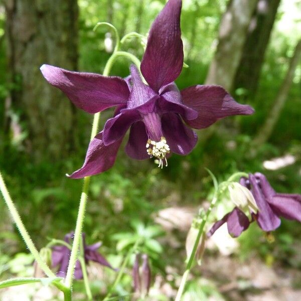 Aquilegia atrata Floro