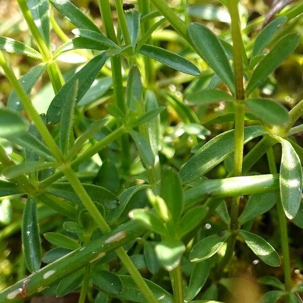 Galium palustre পাতা