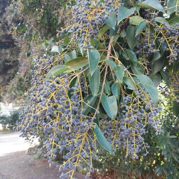 Ligustrum sinense Folio