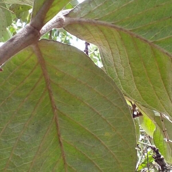 Byrsonima verbascifolia Leaf