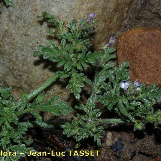 Verbena supina Cvet