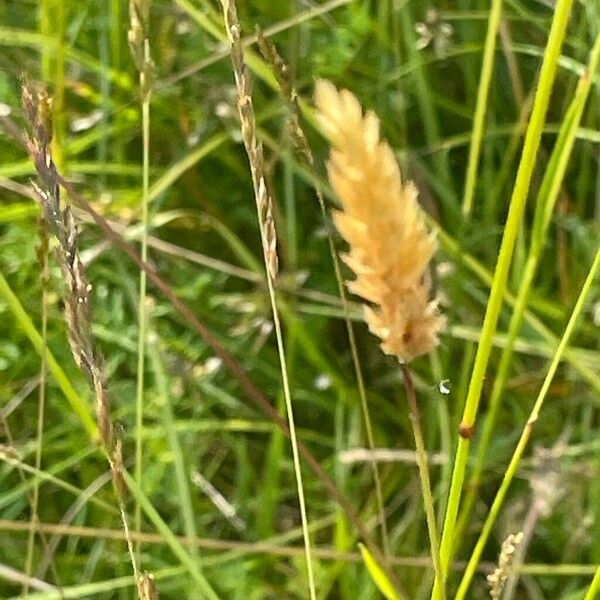 Anthoxanthum odoratum Lorea