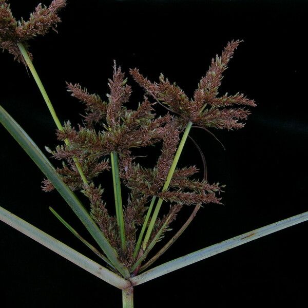 Cyperus imbricatus ശീലം