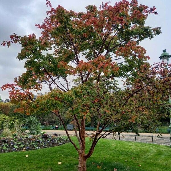 Acer griseum Характер