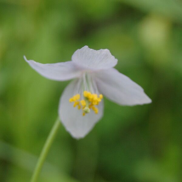 Meconopsis polygonoides Цвят