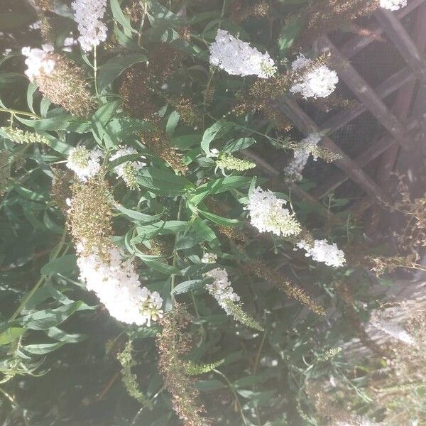 Buddleja asiatica Flower