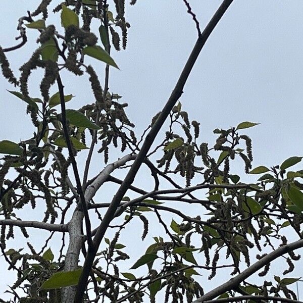 Alnus acuminata Flor