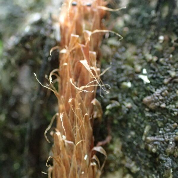 Microgramma lycopodioides 樹皮