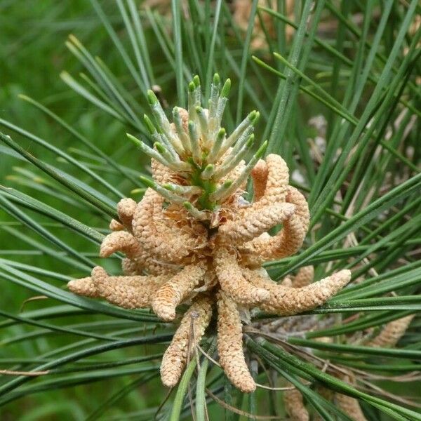 Pinus ponderosa Kvet