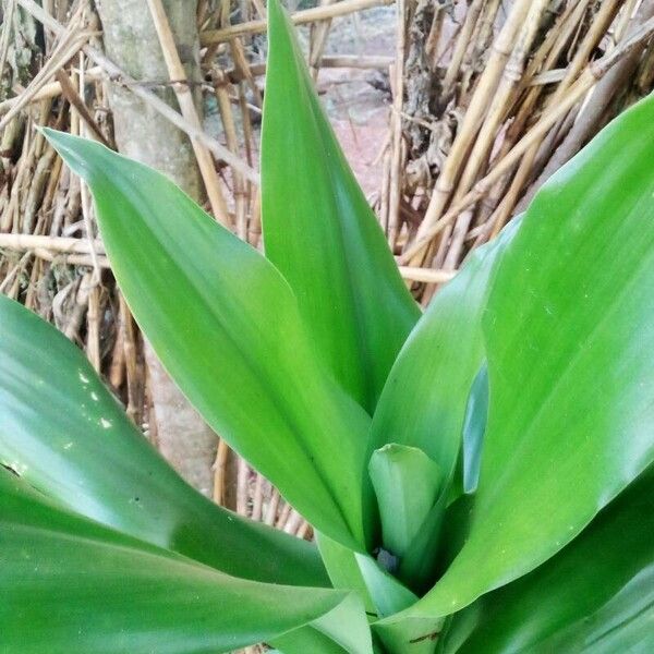 Dracaena fragrans Folio