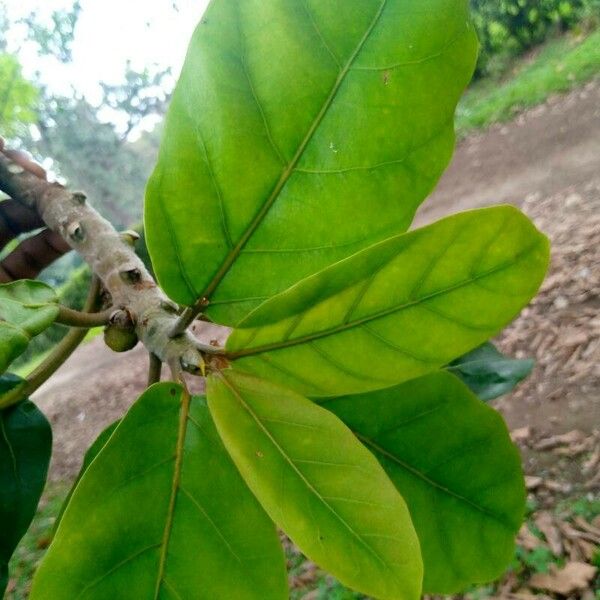 Ficus lutea Leaf