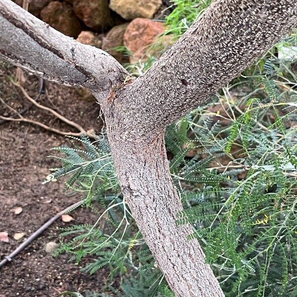 Acacia melanoxylon Rhisgl