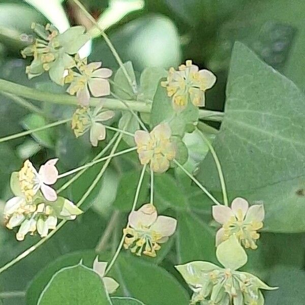 Bupleurum longifolium Flower