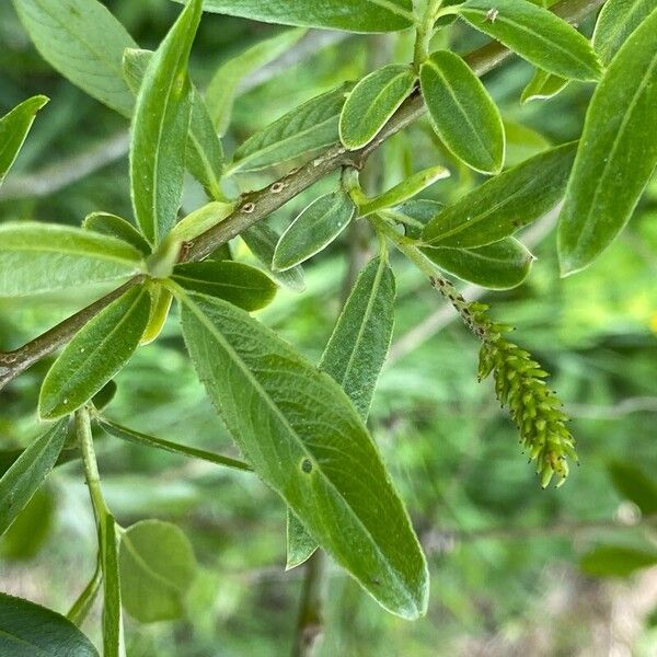 Salix × fragilis Hoja