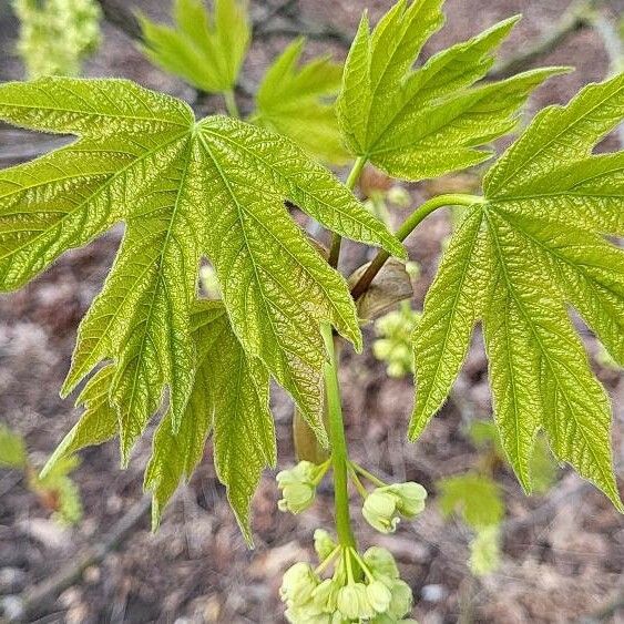 Acer macrophyllum Liść