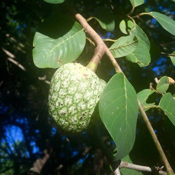 Annona senegalensis Fruct