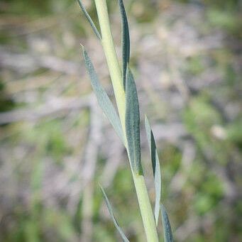 Linum lewisii Кора