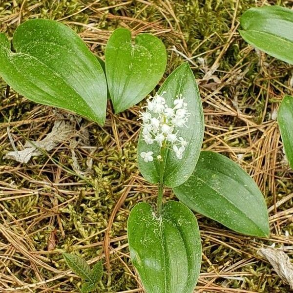 Maianthemum canadense Blomst