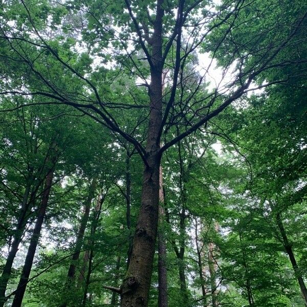 Quercus rubra Elinympäristö