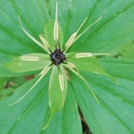 Paris quadrifolia Flor