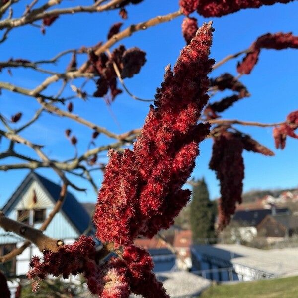 Rhus typhina Плід