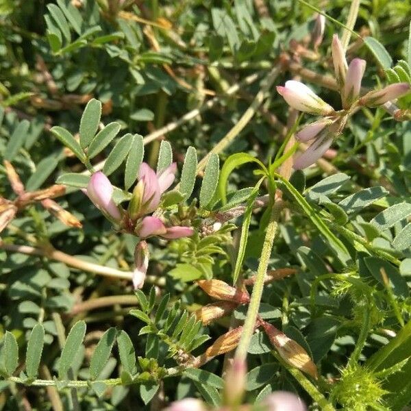 Hedysarum spinosissimum Floro