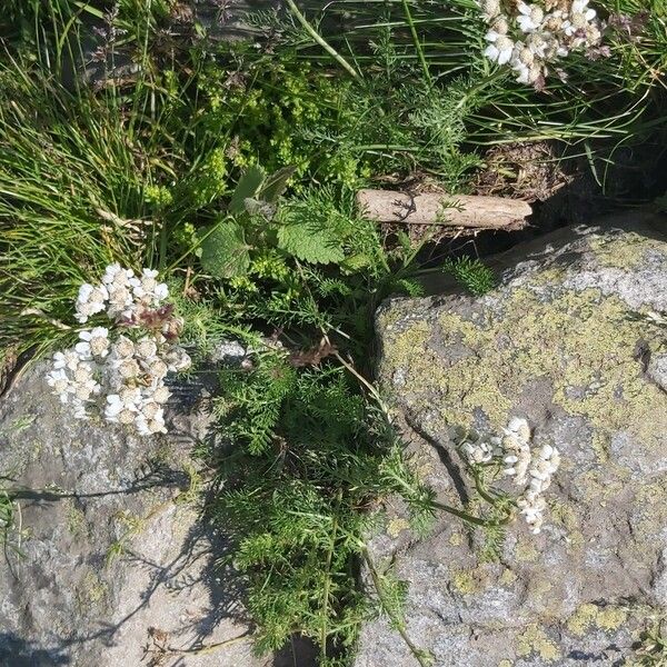 Achillea multifida Žiedas