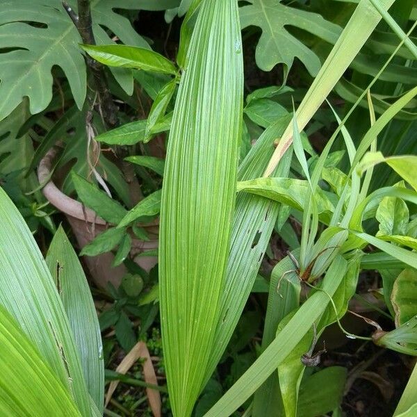 Spathoglottis plicata Лист