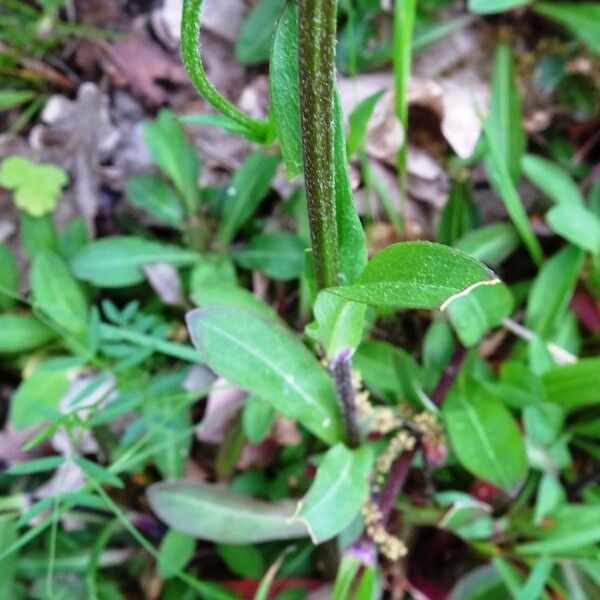 Lychnis flos-cuculi Leaf