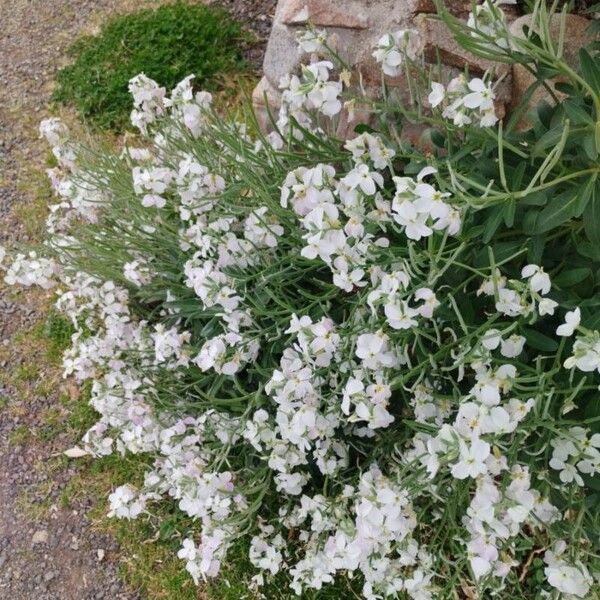 Matthiola incana Flower