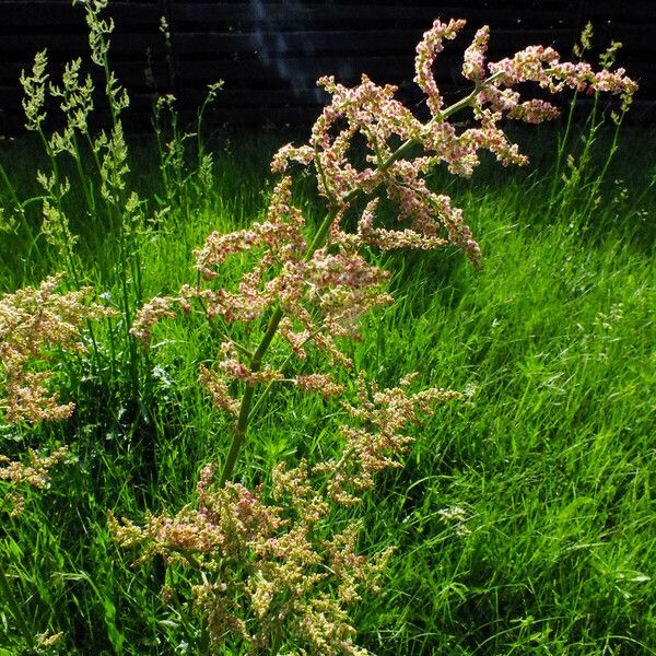 Rumex thyrsiflorus Flower