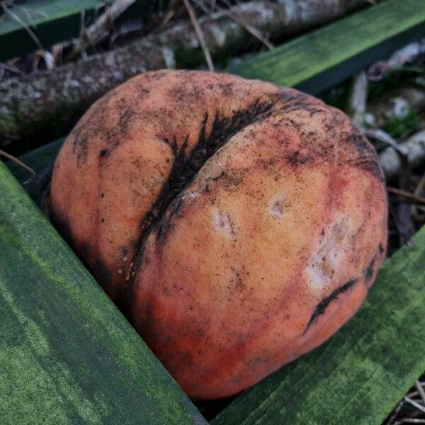 Cucurbita maxima Plod