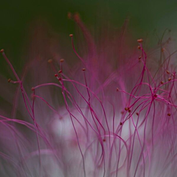 Calliandra surinamensis Lorea