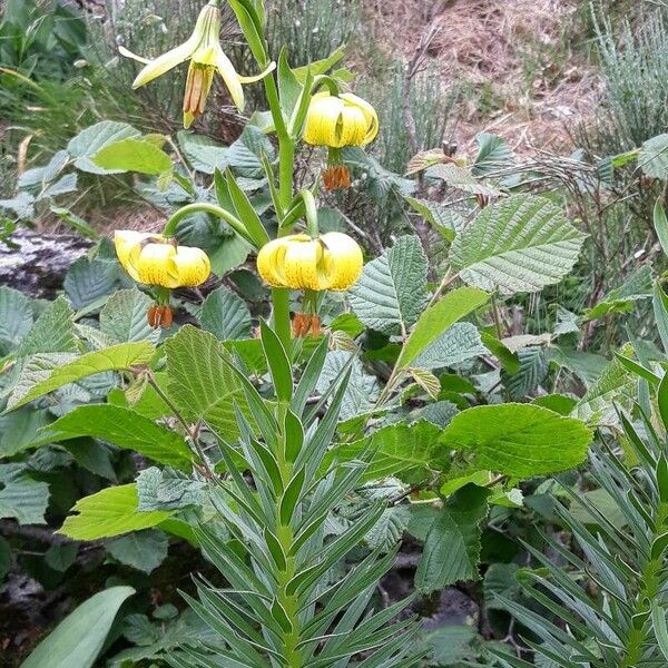 Lilium pyrenaicum Habit