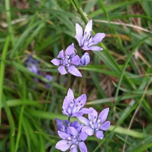 Scilla verna Flower