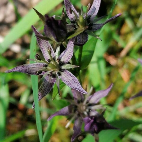 Swertia perennis Blomst