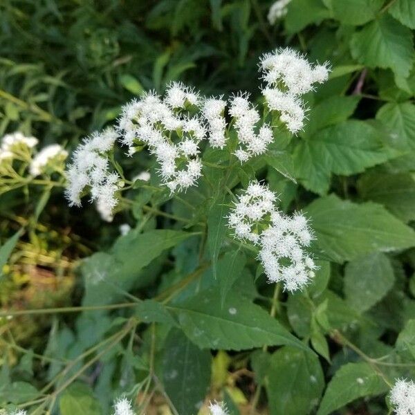 Ageratina altissima Fulla