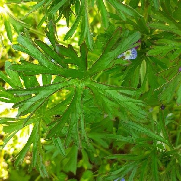 Geranium dissectum Leaf