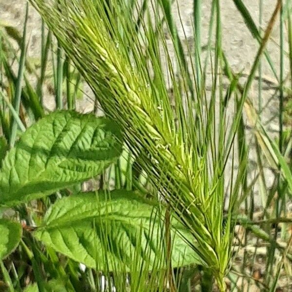 Hordeum murinum Kukka